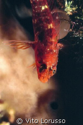 Fishs - Trypterigion tripteronotus by Vito Lorusso 